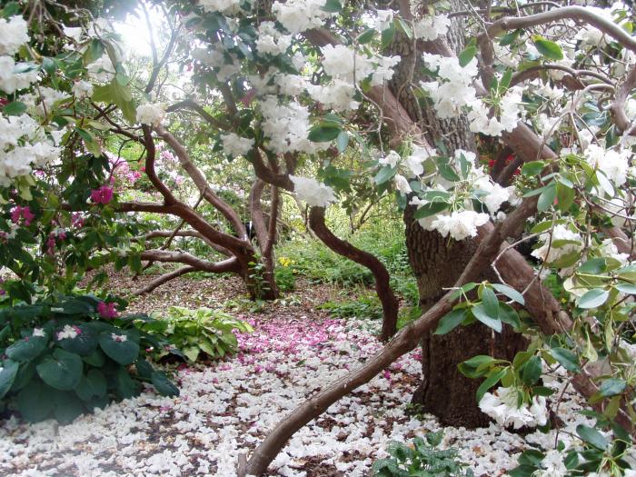 Victoria Abkhazi Gardens