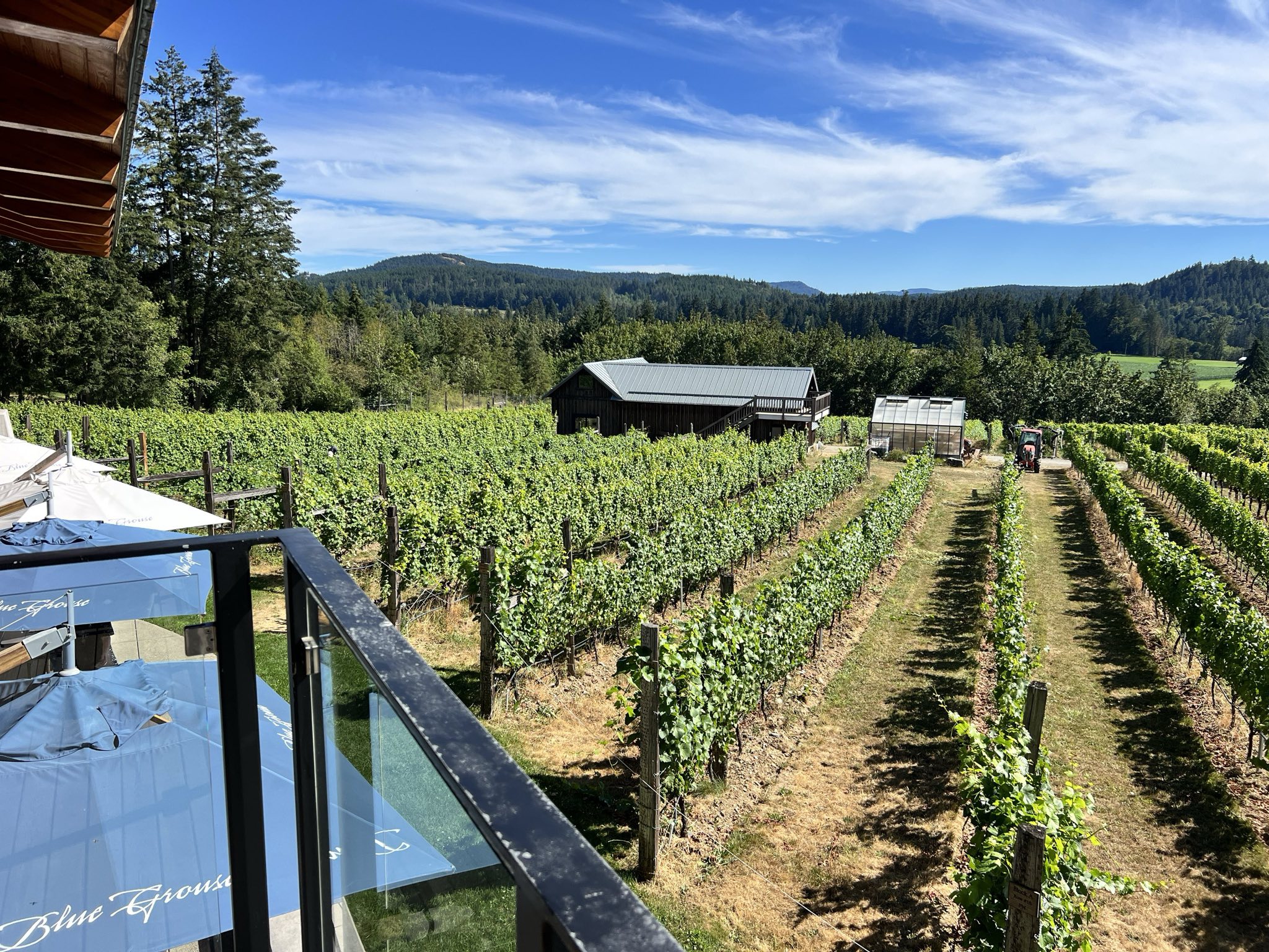 Blue Grouse Vineyards