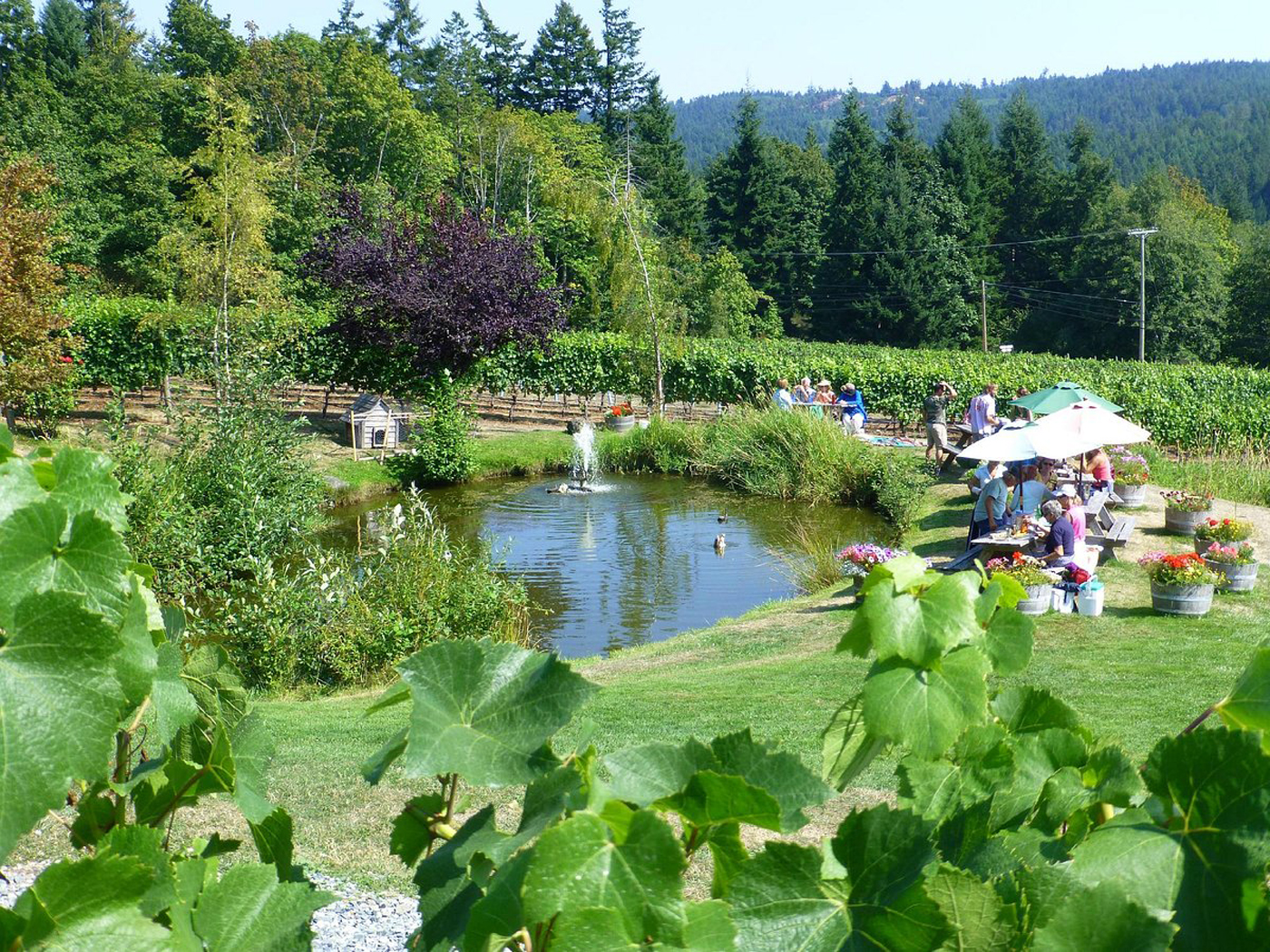 Salt Spring Vineyard